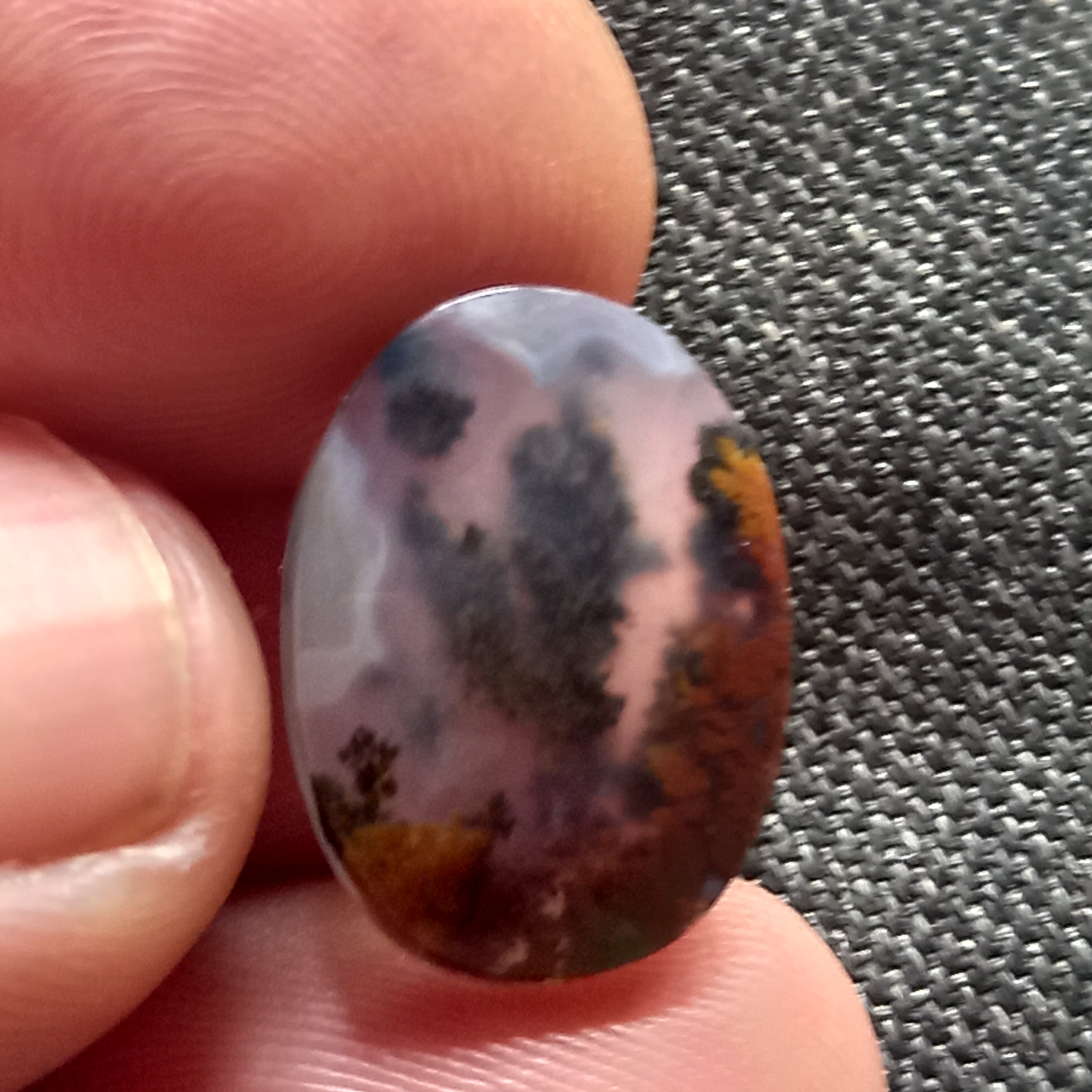 نگین شجر دریایی