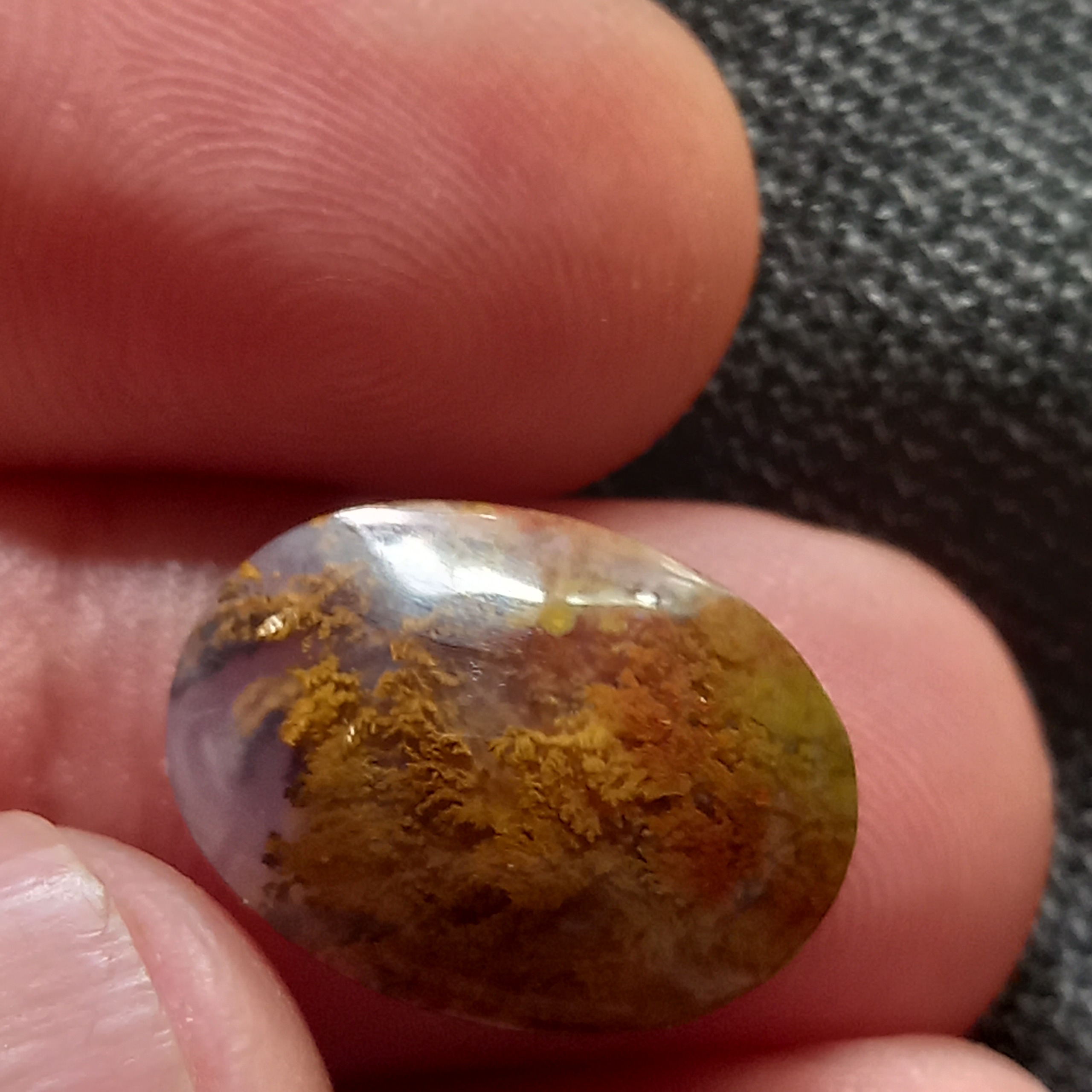 شجر دریایی زیبا