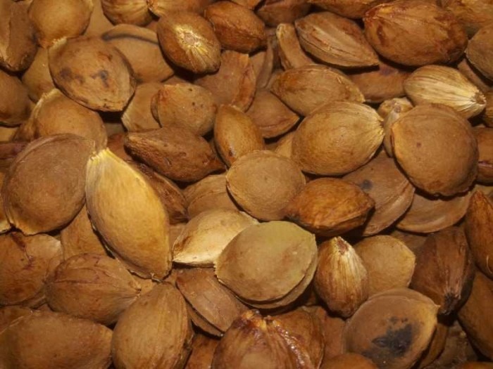 هسته تلخ زردآلو مراغه