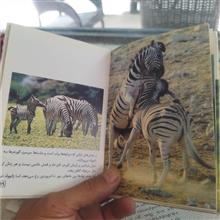کتابچه