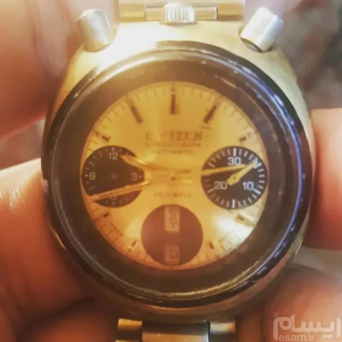 سیتیزن شاخ بالا طلایی یا خرگوشی