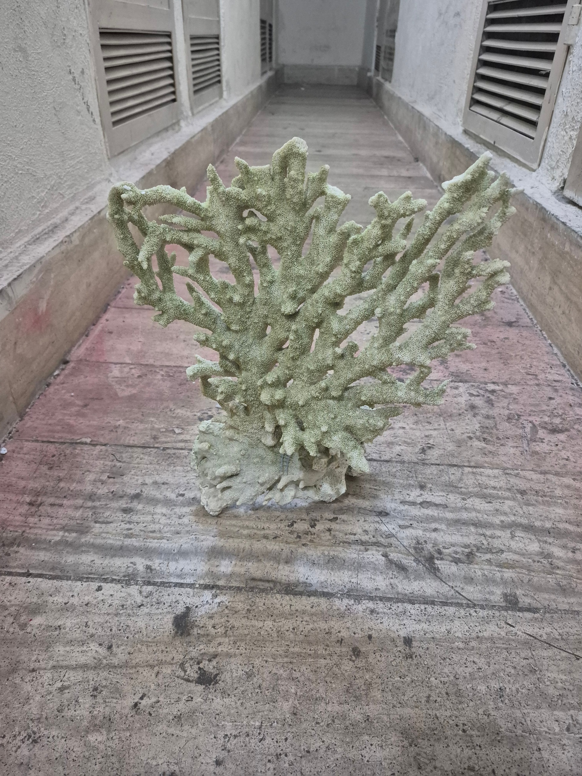 مرجان کلکسیونی خاص
