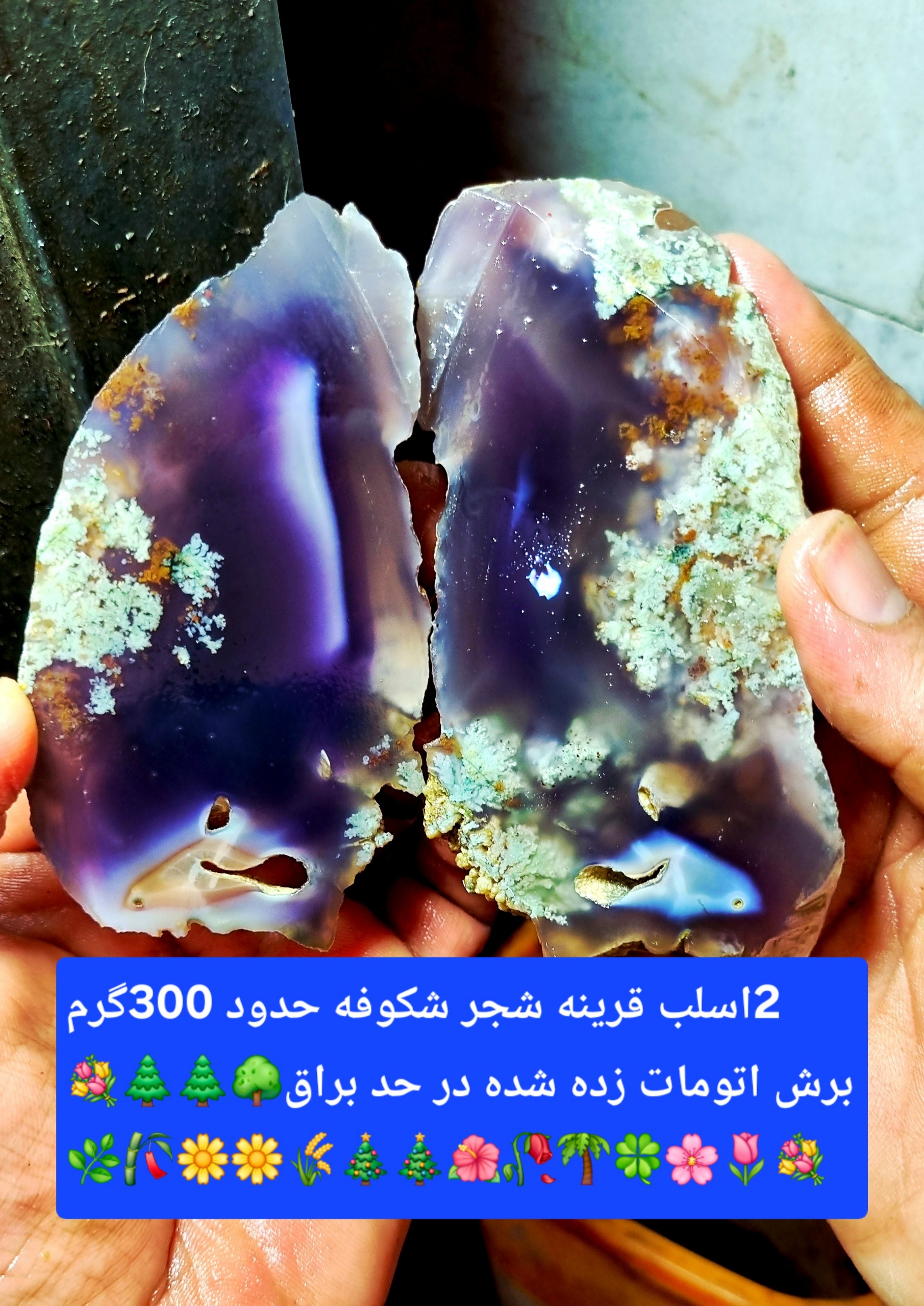 بهترین شجر کلکسیونی 300گرمی