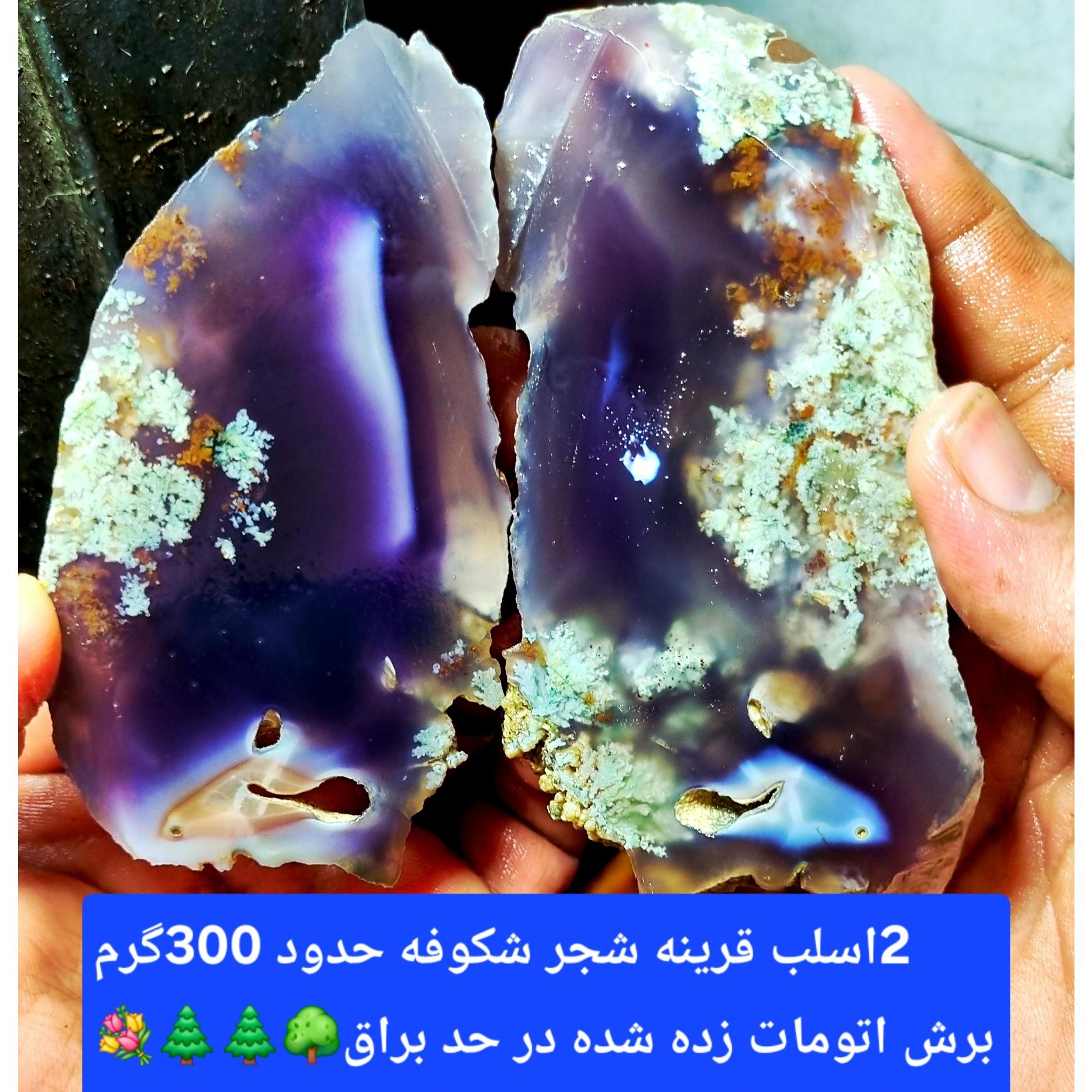 یک شاهکار تکرار نشدنی شجر در ایران کمیاب وخاث