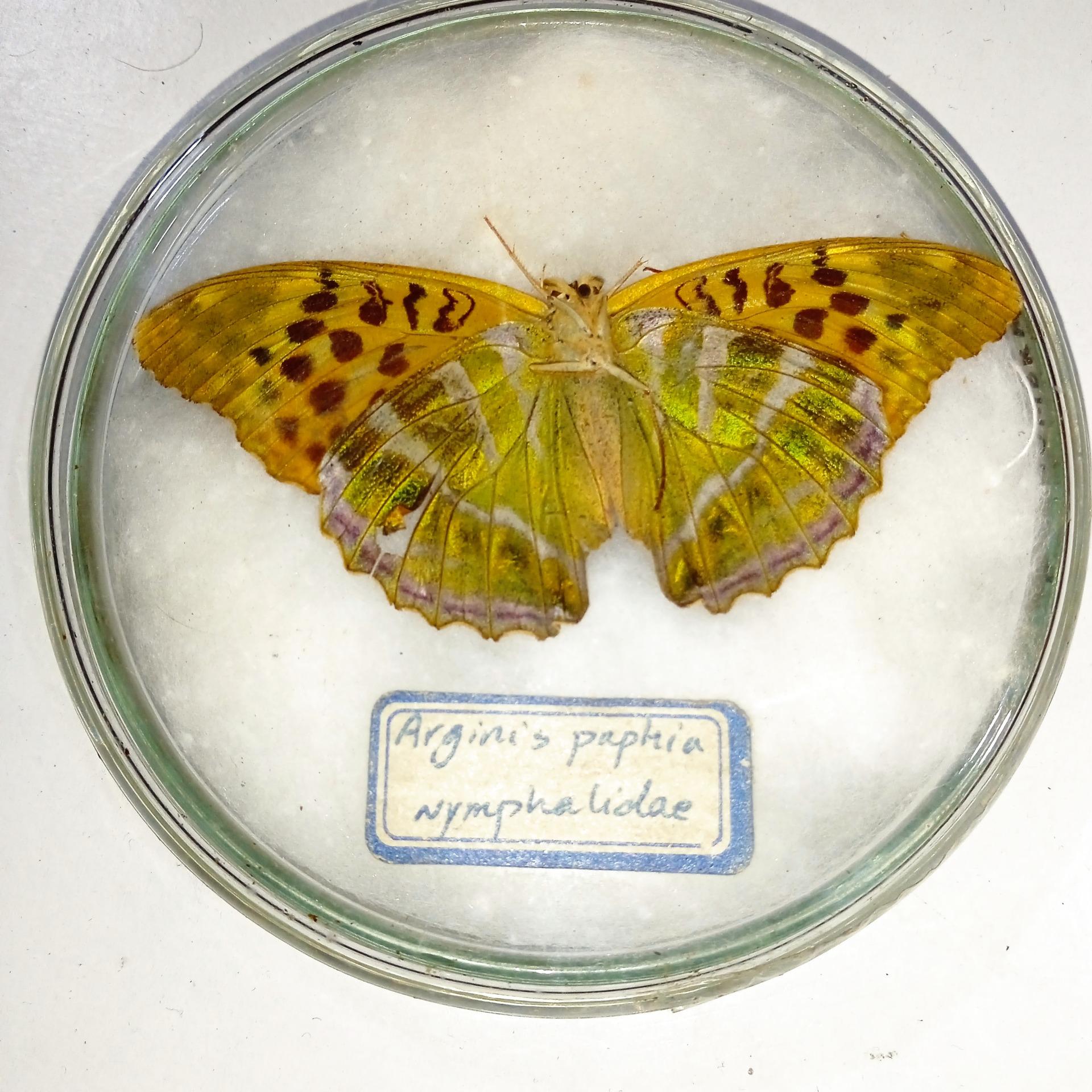 تابلو پروانه طبیعی