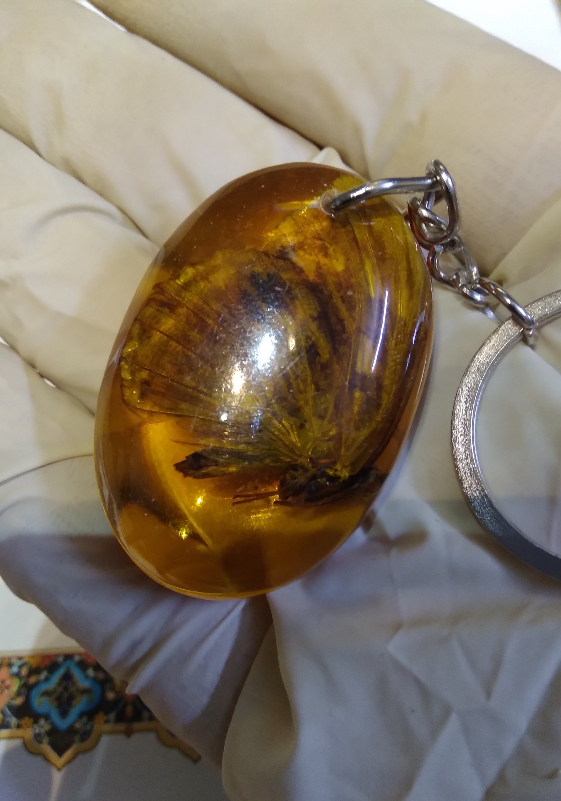 سرکلیدی (پروانه بزرگ) واقعی ( طبیعی )