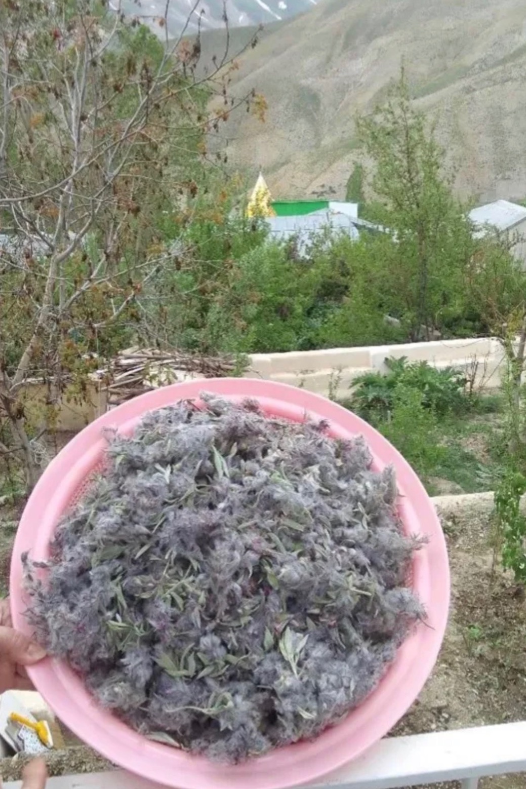 چای کوهی اعلا تازه اصل چایی کوهی 100 گرمی
