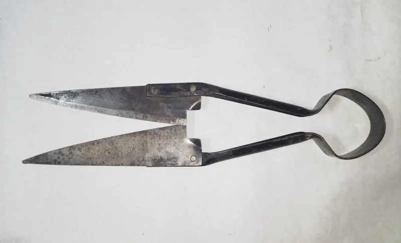 قیچی پشم زنی