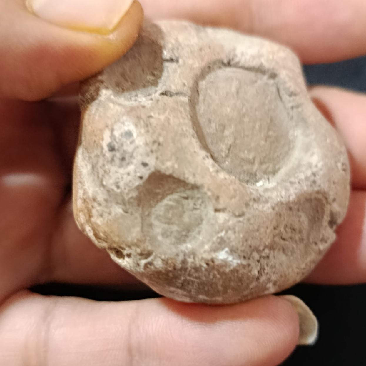 گل مهره زیبا و اصیل