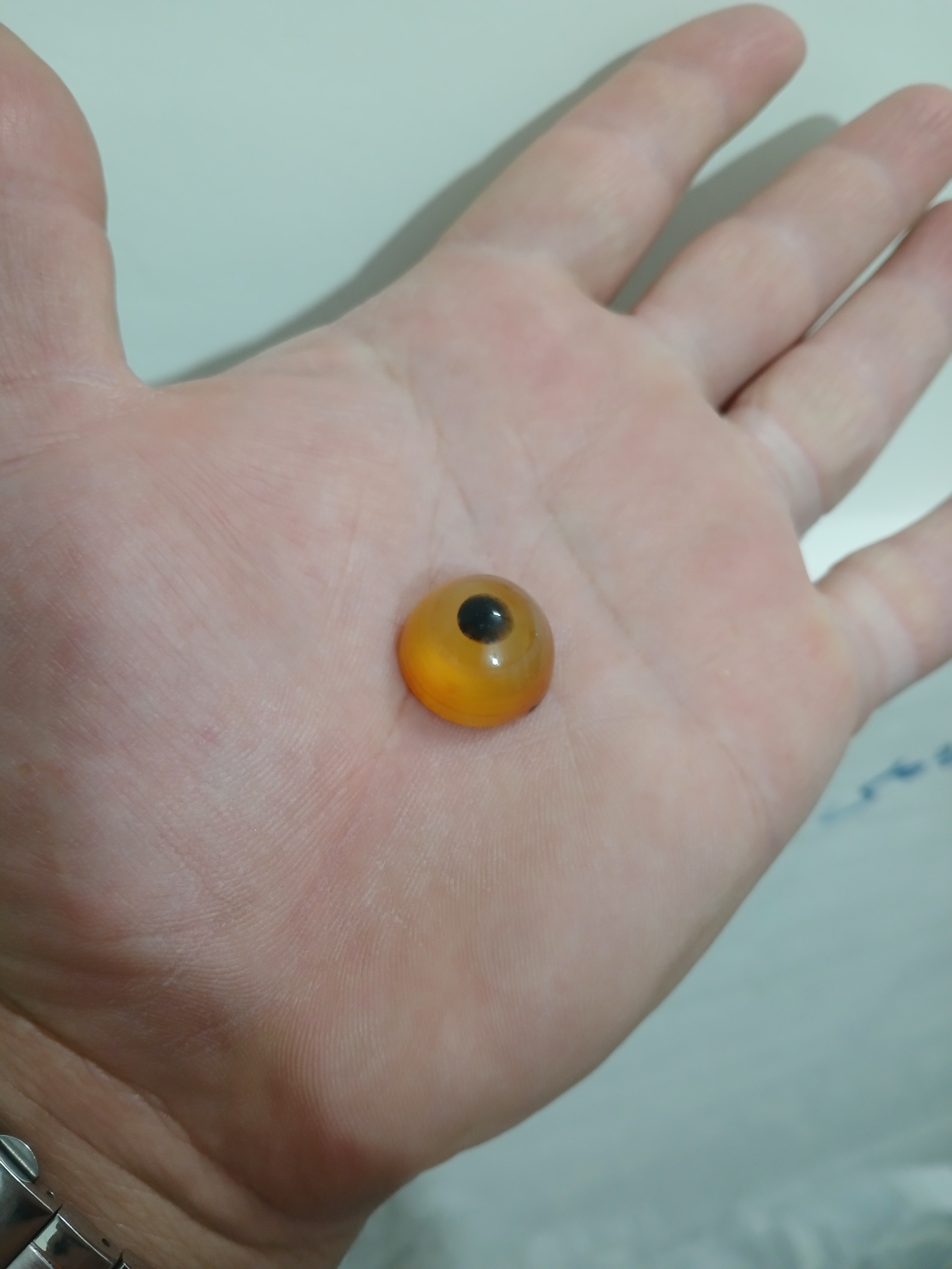 باباقوری طوقدار لامپی