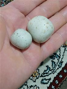 سنگ