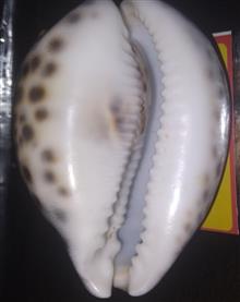 صدف