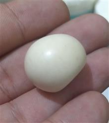 3عددسنگ