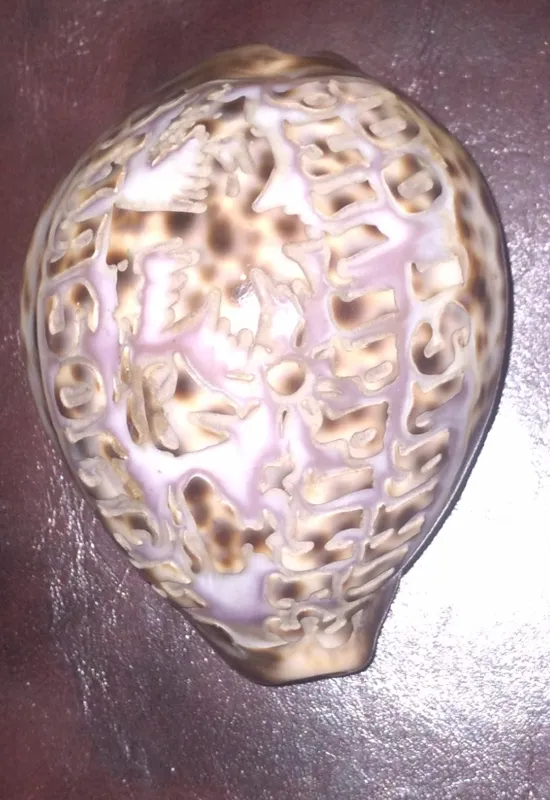 صدف درشت دریا با حکاکی درخت کاج و تبریک