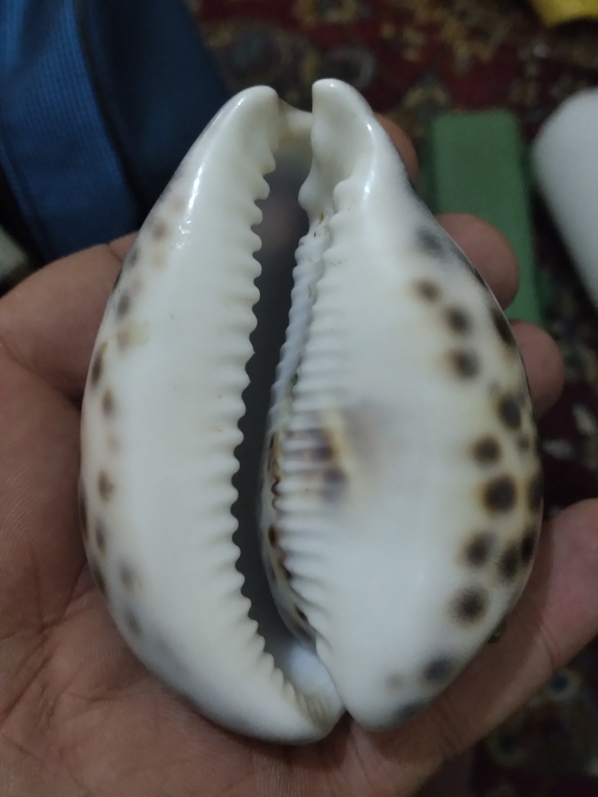 صدف درشت دریا با حکاکی زیبا جهت هدیه