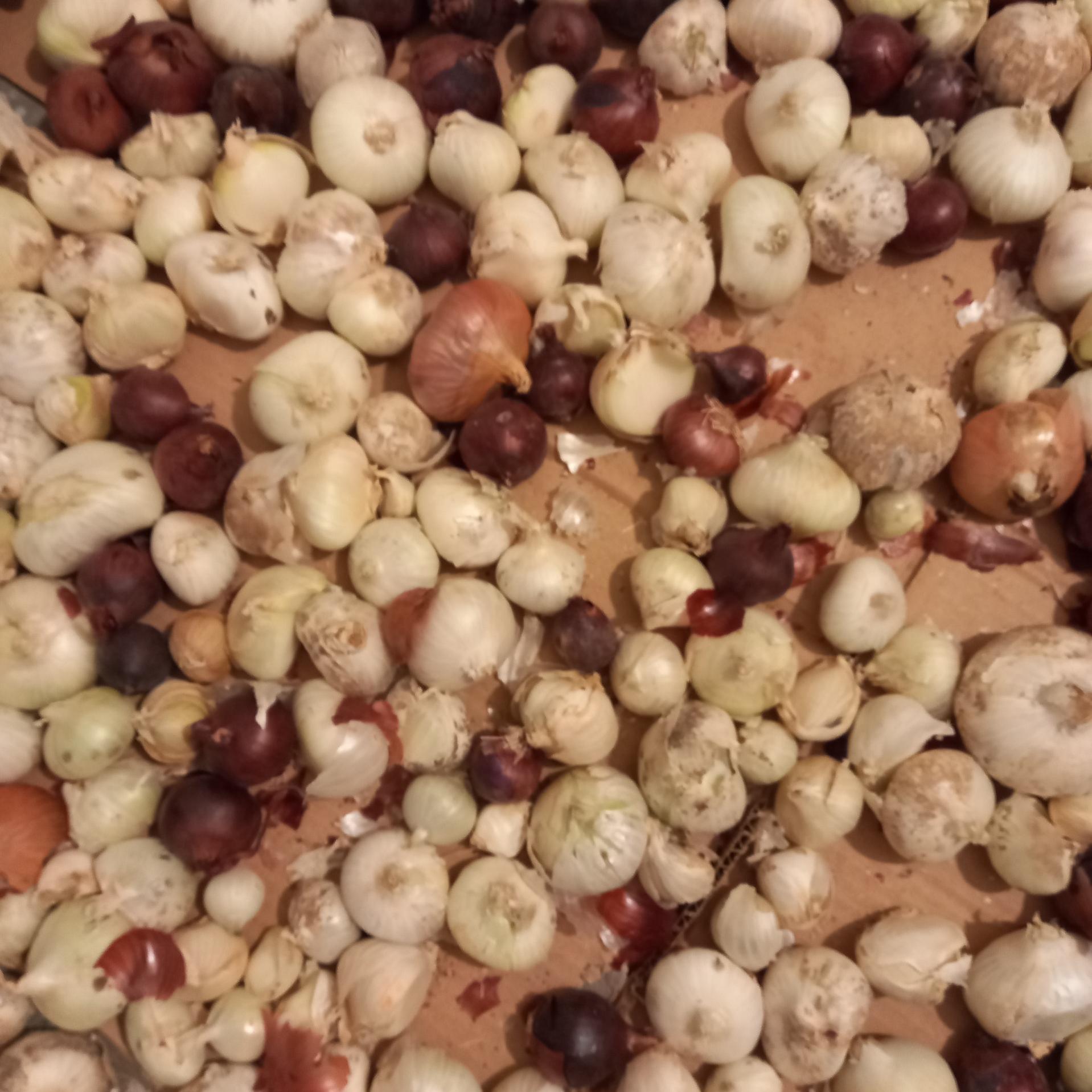 پیاز خشک درجه یک