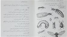 لینگافن