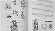 لینگافن