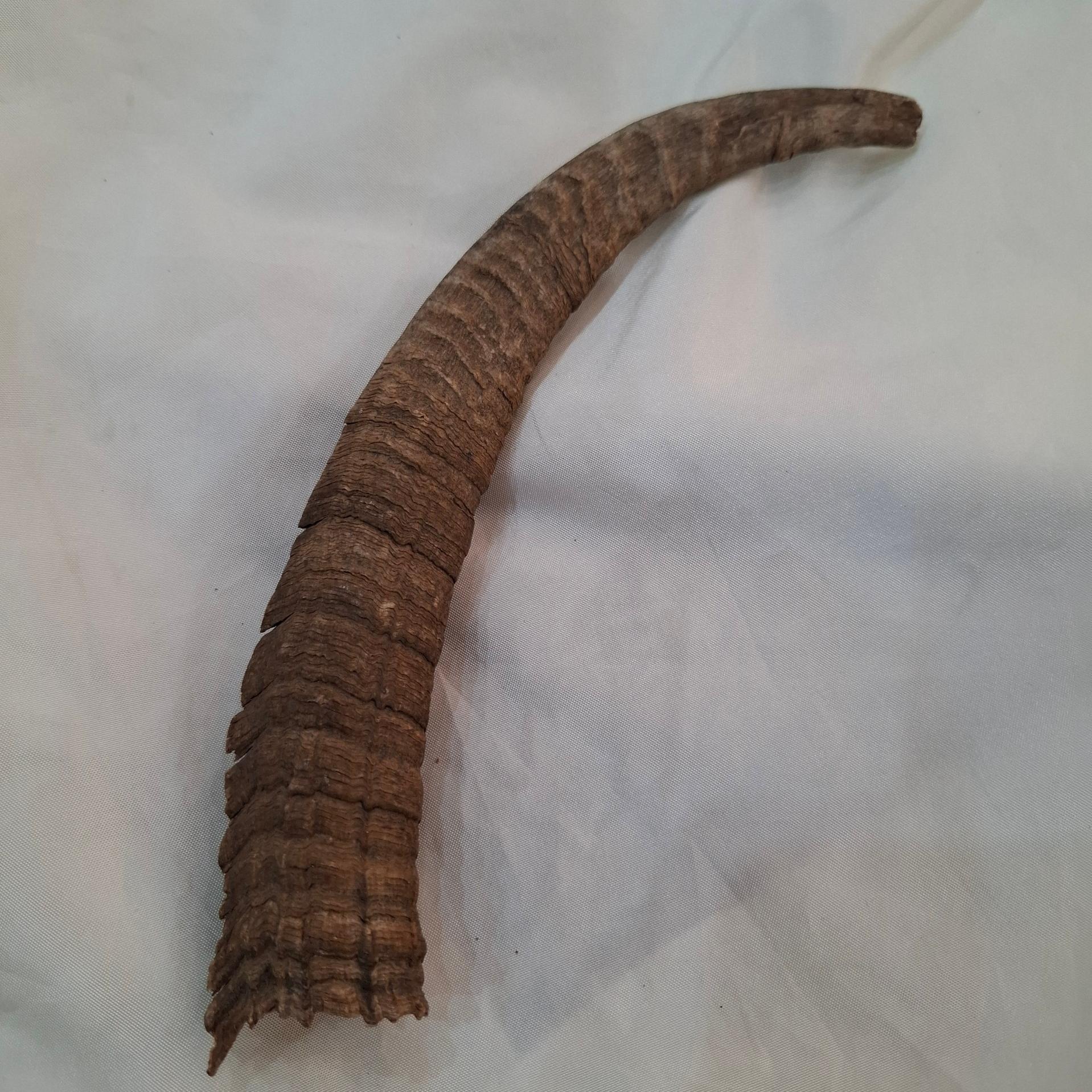 شاخ بز کوهی کله