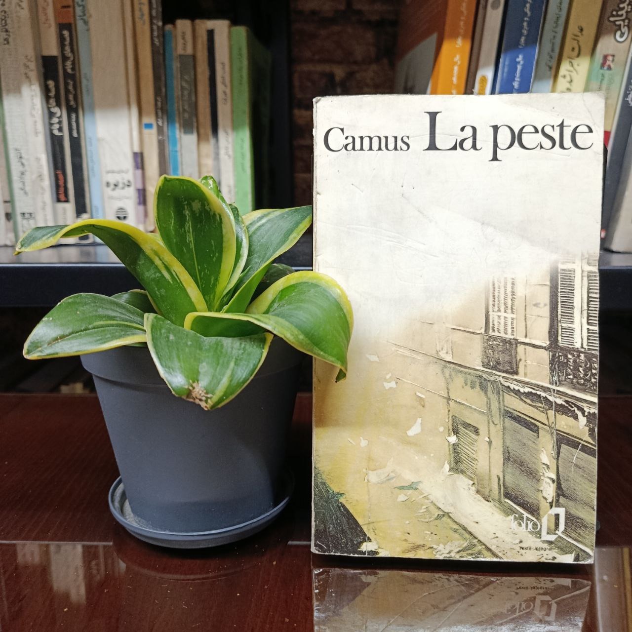 طاعون (شاهکار آلبرکامو La peste زبان فرانسوی