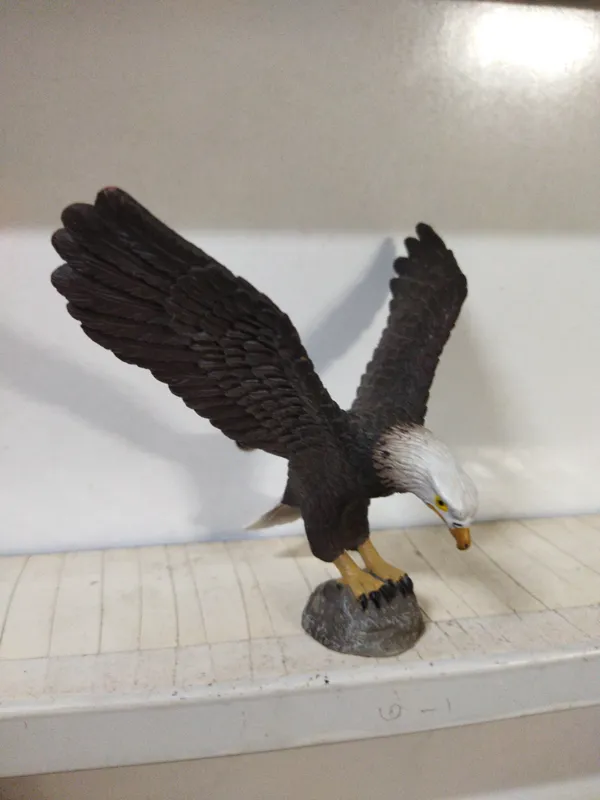 عقاب سر سفید کالکتا