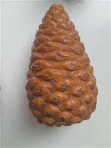 میوه