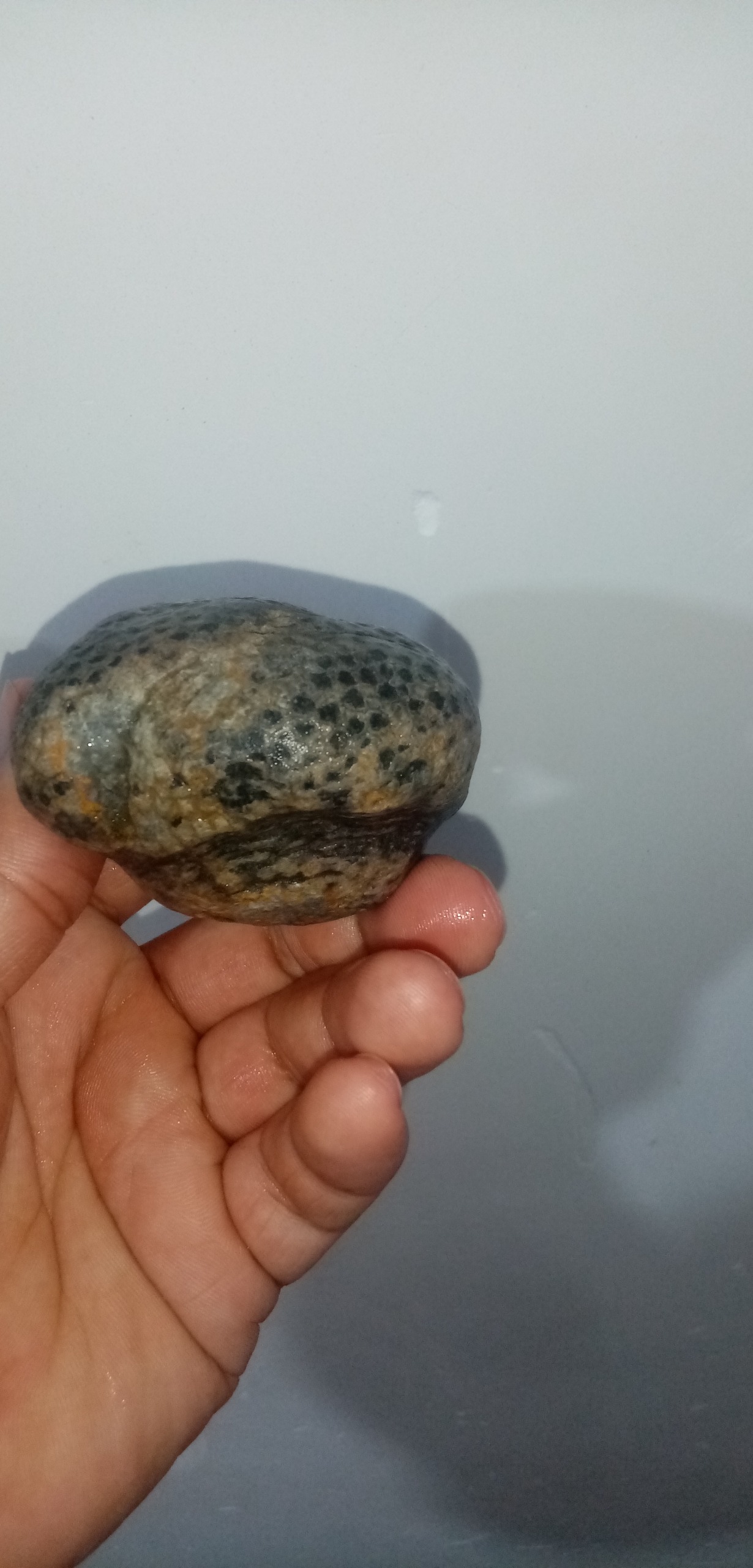 فسیل مرجان دریایی