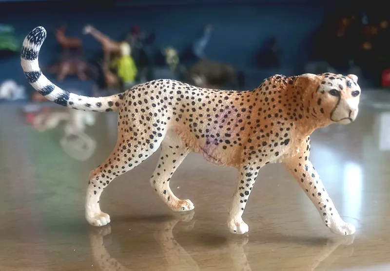 یوز پلنگ اشلایش