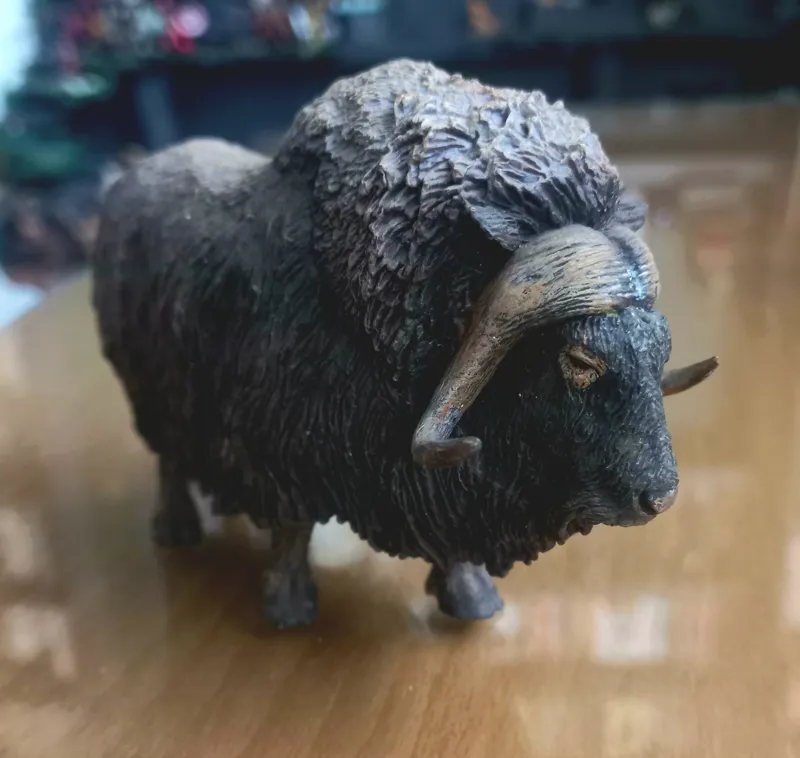 گاو میش کالکتا