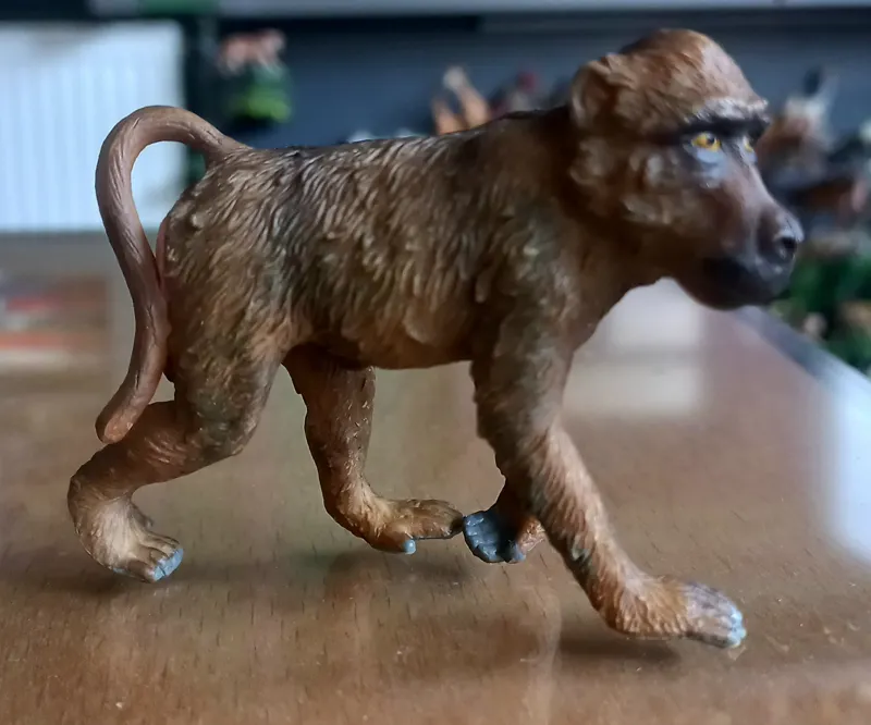 بابون نر کالکتا