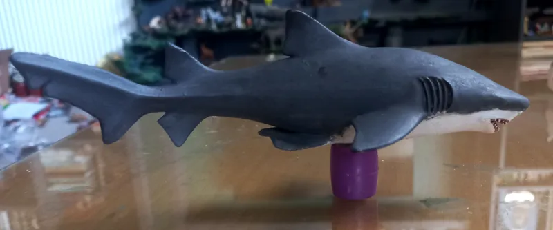 کوسه گاوی موجو