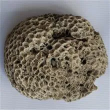 فسیل