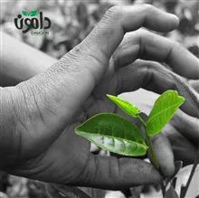چای
