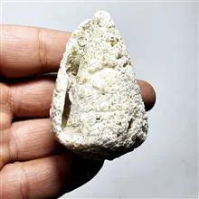 صدف