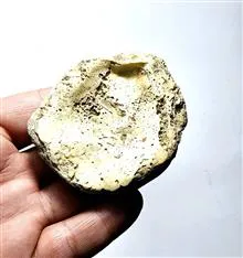 صدف