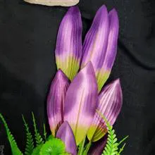 گیاه