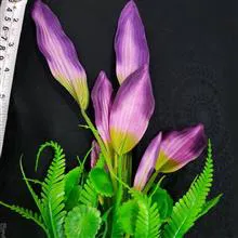 گیاه