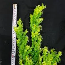 گیاع