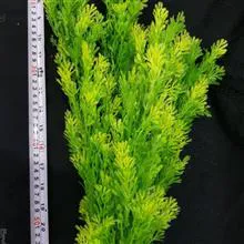 گیاع