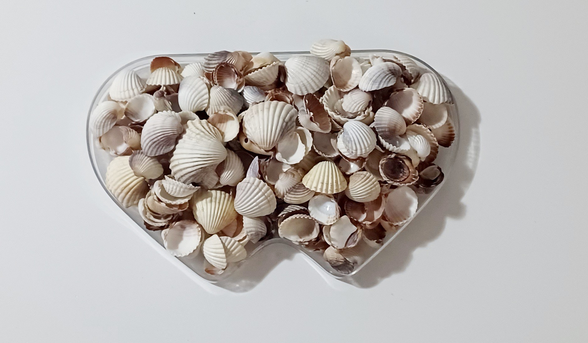 صدف دریایی تزئینی