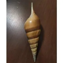 صدف