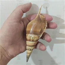صدف