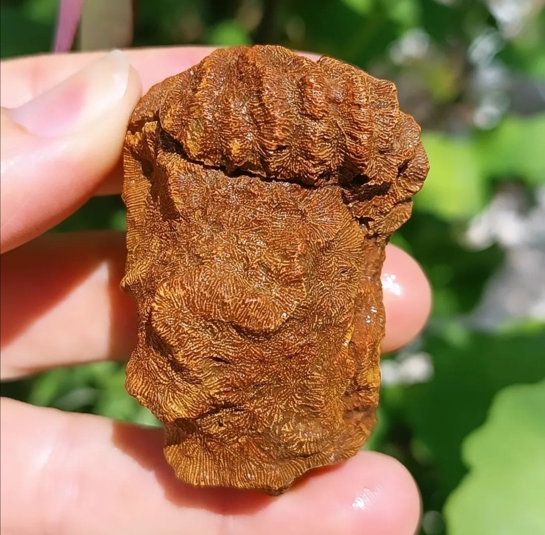 فسیل مرجان از ژوراسیک طبس سالم و بسیار زیبا