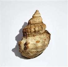 فسیل