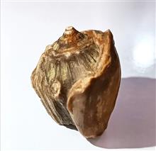 فسیل