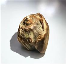 فسیل