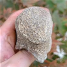 فسیل