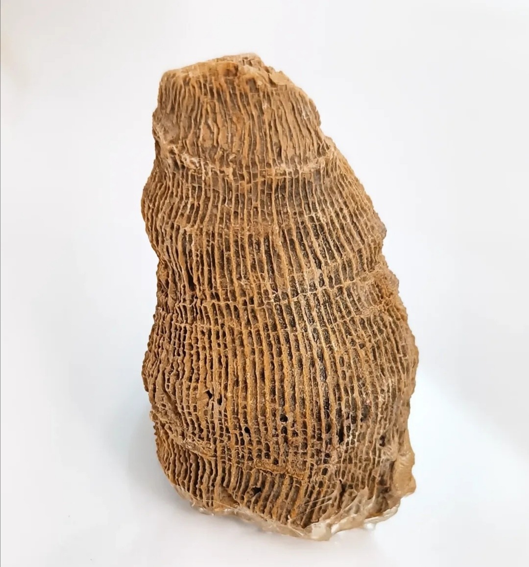 فسیل مرجان فوقالعاده زیبا از ژوراسیک