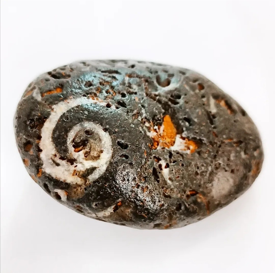 فسیل گاستروپود متفاوت و فوق العاده کمیاب