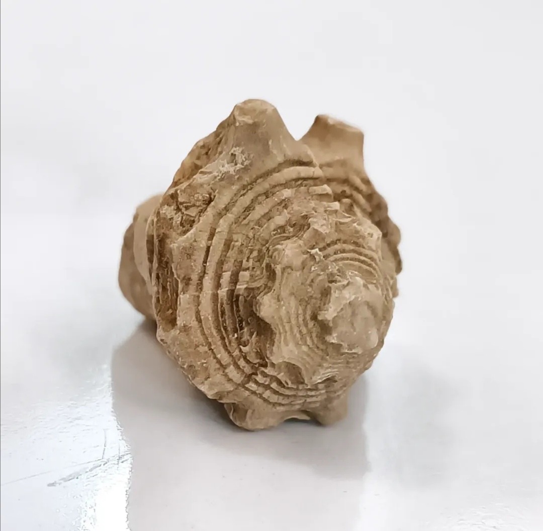 فسیل عرج گاستروپود عاجدار خاص و بی نظیر